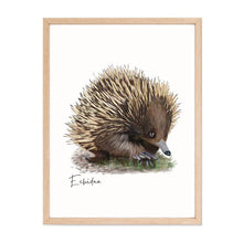 Load image into Gallery viewer, Charming &amp; Unique Australian Native Echidna Poster, Tote Bag &amp; Card Set
