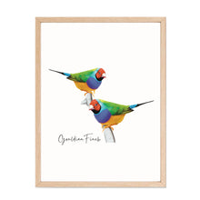 Load image into Gallery viewer, Vibrant &amp; Colourful Australian Native Gouldian Finch Poster, Scarf &amp; Card Set
