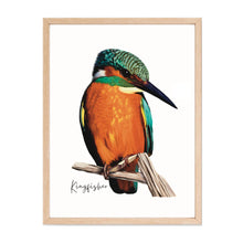 Load image into Gallery viewer, Bright &amp; Alluring Australian Native Kingfisher Poster, Tote Bag &amp; Card Set
