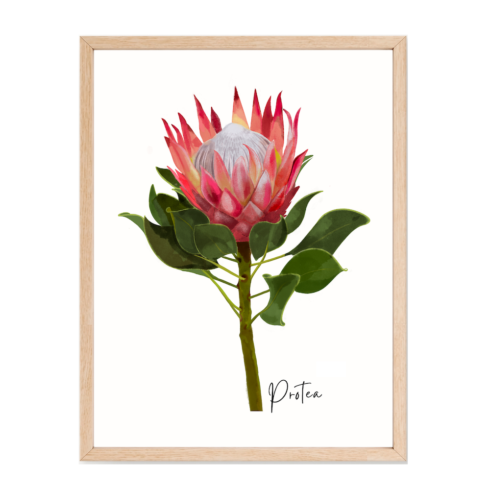 Protea Flower Poster